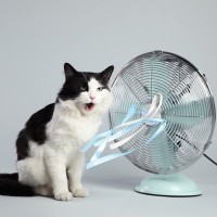 猫が『暑がっている時』に見せる4つのサイン　すぐにできるクーリングダウンの方法も
