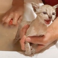 『保護した子猫』をお風呂に入れたら…過酷な野良生活から別れを告げる様子に感動すると128万再生「素敵すぎる」「命が繋がった」の声