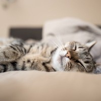 猫が『添い寝』することを嫌がる3つの原因　一緒に寝たいのに…諦めるしかない？
