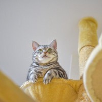 愛猫が『高いところから見下ろしてくる』心理3つ　もしかして見下されている？