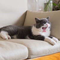 猫も『寝不足』になる？4つの原因と対処法　実は健康トラブルが原因の、放置厳禁なケースも
