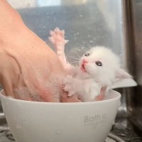 子猫を『泡風呂』に入れてみた結果…まさかの反応に「この世のものとは思えない可愛さ」「天使」と11万7000再生の大反響