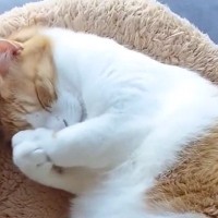 『自分の顔をぎゅーっと抱きしめる猫』が愛おしすぎると話題に…気持ち良さそうに眠る姿が6万3000いいね「幸せそう」「わかる～」