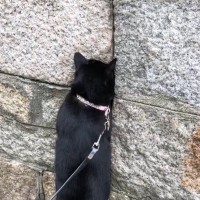 猫が散歩中に『小さい穴』を見つけたら…まさかの入ろうとする姿が笑えると55万4000再生「流石にｗ」「健気で愛おしい」の声