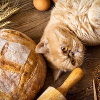 猫に『パン』はNGだった！食べると危険な3つの理由　起こりうる健康トラブルも