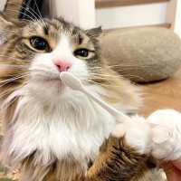 「自分で歯磨きできるにゃ！」ハブラシを持って歯を磨こうとしている猫ちゃんが可愛すぎる