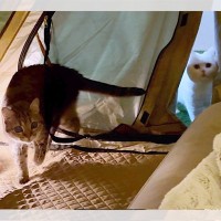 「猫ちゃん乱入！？」憧れのテント生活をしていたら猫ちゃん達も入ってきた「かわいいお客さん♪」