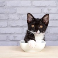 『猫用食器の正しい洗い方』ポイント4選　使用後のヌメヌメ落としに最適な洗剤は？