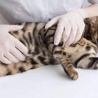 猫が『便秘』で苦しんでいるサイン3つ　つらい症状をやわらげるためのマッサージ方法も