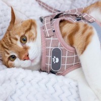 猫も『リード・ハーネス』を慣らしておいたほうがいい？装着できると役立つシーンや付け方のコツ