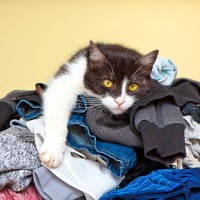 猫が『洗濯物に乗りたがる』理由3選　せっかく畳んだのに…やめてもらうための対処法も