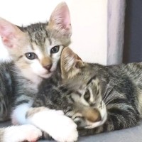 『血のつながりのない保護子猫2匹』の愛情表現…"本当の姉弟"のような姿に感動すると8万7000再生「心癒された」「和む～」の声
