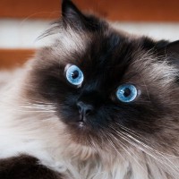 美しい『青い目を持つ猫種』3選と青い瞳の不思議　美しいブルーを作り出す理由は？