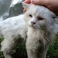 毎日家にやって来る『ボロボロの白猫』を保護したら…現在の様子に涙が溢れ出ると11万2000再生「運命的」「涙で目が腫れた」の声