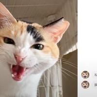 鳴き声のクセが凄い猫に『翻訳アプリ』使ってみたら…まさかの"オチ"が面白すぎると11万6000再生「どうも」「やかましいｗ」の声