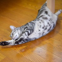 猫がうう～んと『伸びをしている』ときのキモチ4選　リラックスして見えるけど、実はやる気満々のサイン？