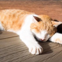 猫が『認知症』になったときの症状4つ　進行を遅らせるためにできることはある？