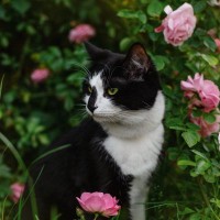 飼い猫から人間に「バラ庭師の病気」が感染　専門家も「聞いたことがない」　米国