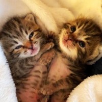 『生まれたての子猫』をお世話してみたら…スクスクと成長する姿が”可愛すぎる”と53万再生「最強可愛い兄弟」「2人の成長に癒された」