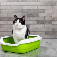 猫が『トイレを我慢』してしまう6つの原因　見過ごすと病気につながる危険が