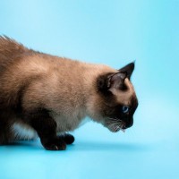 愛猫の体にも負担がかかる『嘔吐』減らすためにやるべき4つの対策