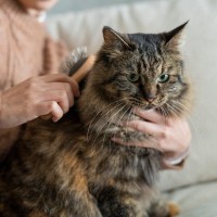 猫の『被毛の状態が悪い』ときに考えられる原因6つ　病気？お風呂に入れたほうがいい？