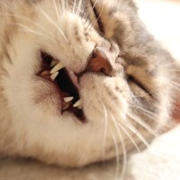猫の『逆くしゃみ』って知っていますか？症状や原因を解説　これって異常なの？