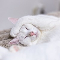 愛猫の『寝相』がいつもと違うと感じたら…考えられる3つの原因　愛猫の快眠のためにできることもご紹介