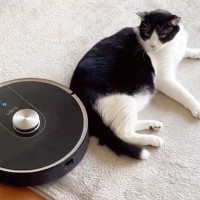 猫が『ロボット掃除機』の邪魔をした結果…"全く動じない姿"が面白すぎると129万再生「大物」「マッサージだと思ってる？ｗ」と反響