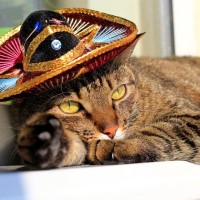 メキシコ大統領宮殿に住む猫たちが「生きた固定資産」として認定される　同国史上初の試み