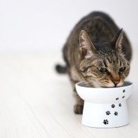 猫の『療法食』は飼い主判断であげてはダメ！正しい与え方や必要になるシチュエーション