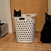「洗濯物が終わらない4つの理由は…？」飼い主さんの洗濯が難航するワケに猫好きたち思わず共感