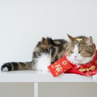 猫にも『還暦』ってあるの？シニア猫をお祝いしたいときのアイデア3つ　そもそも何歳になったらやるべき？