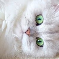 『瞳の色が美しすぎる猫』が話題に…まるで宝石のような"緑の瞳"に心奪われると415万再生の大反響「信じられない」「綺麗だ」の声