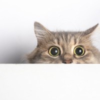 猫の目は口ほどにものをいう？『目の表情』から知る愛猫のキモチ6選