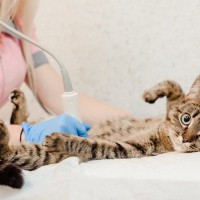 猫の突然死の原因ともなる『心筋症』気になる症状や治療法　予兆をつかむ方法はある？