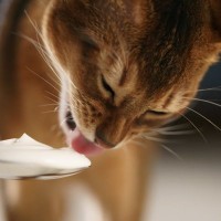 猫に『ヨーグルト』はあげても大丈夫？正しい与え方や量を解説　お腹の健康サポートにもなる？