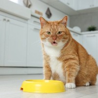 愛猫の命を縮める『ご飯の与え方』3選　間違った量やフード選びは厳禁