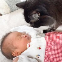 猫が初めて『人間の赤ちゃん』を見たら…心温まる反応に"ほっこり"すると11万3000再生「見守ってる感じが好き」「オロオロ」の声
