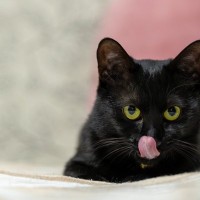 『黒っぽい猫』を撮影するときのアドバイス4選　見てみたら真っ黒…なんて失敗を減らすために