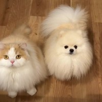 猫と犬が『深夜に帰宅した飼い主』に見せた反応…お出迎えの光景が尊すぎると23万再生突破「羨ましい」「心配してるね」の声