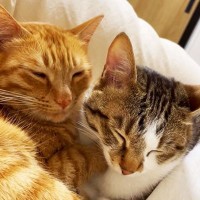 猫2匹の『寝落ち寸前』を撮影した結果…仲良しすぎる寝姿が”癒やし”と452万再生「助けて…かわいすぎる…」「ずっと見ていられる」