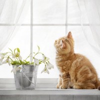 猫が窓辺で『外を眺めている』ときの3つのキモチ　ニャルソック中？それとも外に出たい？