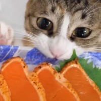 猫が初めての『シルバーサーモンの炙り』で…"待ち切れない"様子に「はよしてが好き」「指まで噛んじゃったw」と8万人が注目