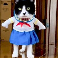 猫が『セーラー服』を着てみた結果…まさかの"似合いすぎな姿"が3万2000再生の反響「思わず笑った」「癒やされた」の声