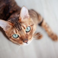 猫がよくする4つの『ジェスチャー』とそのキモチ　猫ならではのかわいい仕草にも意味があった！