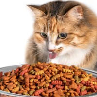 愛猫の見逃し厳禁な『食べ過ぎサイン』3つ　放置していると起きる健康トラブルも