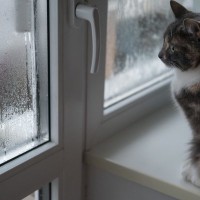 猫が『窓の結露』を舐めさせてはいけない4つの理由　ただの水と侮るなかれ