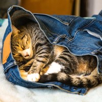 猫がわざわざ『飼い主さんの洋服の上』で寝る5つのワケ　ちょっと置いておいた隙に…なぜ？