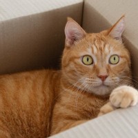 驚き！段ボール箱に入って「返品」された猫、1300キロ先へ　無事飼い主のもとに帰る　米国